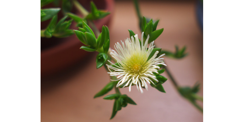 Канна Африканська в капсулах та екстрактах: що вибрати