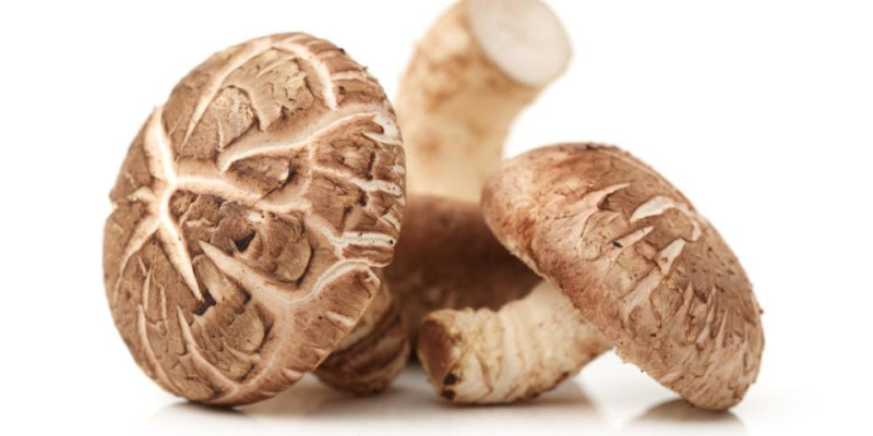 Гриби шиітаке, рейші, чага: порівняння властивостей і користі для здоров’я