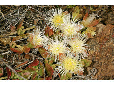 Натуральні антидепресанти: гіперікум, конопля, канна — переваги та ризики