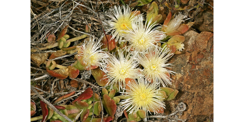 Натуральні антидепресанти: гіперікум, конопля, канна — переваги та ризики