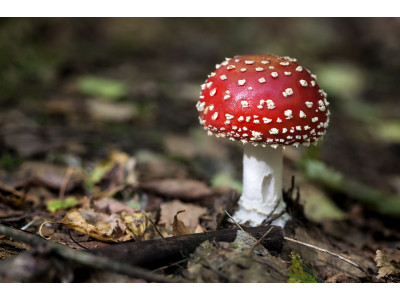 Мікродозинг мухомору, CBD чи кратому: як зрозуміти, що підходить саме вам