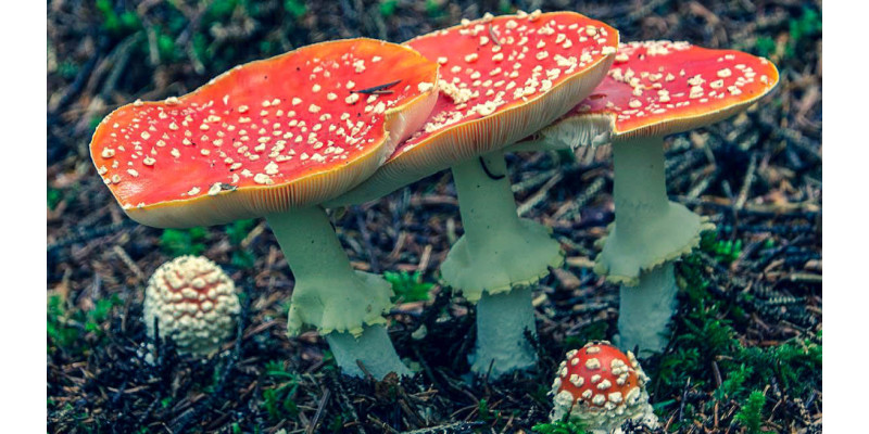 Мікродозинг: наука чи тренд? Погляд сучасних досліджень