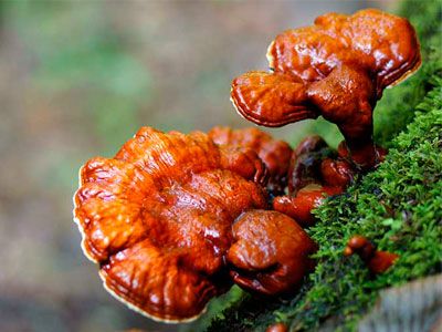 Гриби для сну: чи є альтернативи мелатоніну?