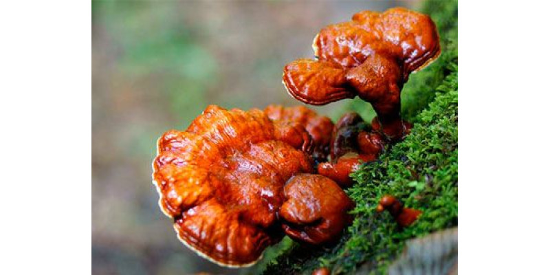 Гриби для сну: чи є альтернативи мелатоніну?