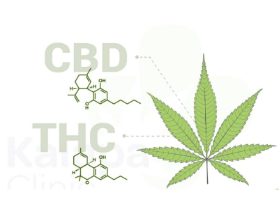 CBD и THC: чем отличаются КБД и ТГК