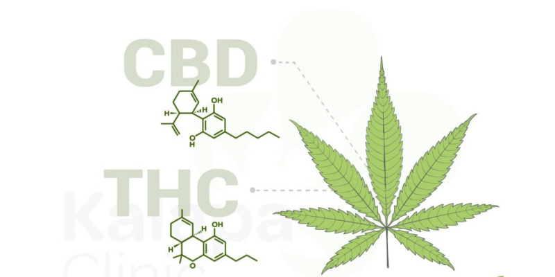 CBD and THC: What is the difference between CBD and THC?