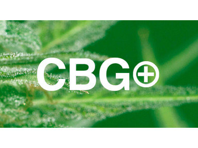 CBG – что это такое? Канабигерол, CBG масло и отличия от CBD