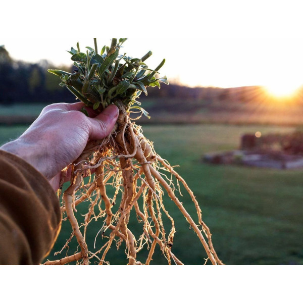 Корінь Ашвагандха 100% натуральний 100 грам