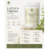 Latuca Virosa – 50х Extract