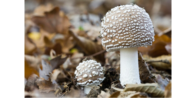 Історія та традиції використання мухомору: шаманізм, етномікологія, міфи