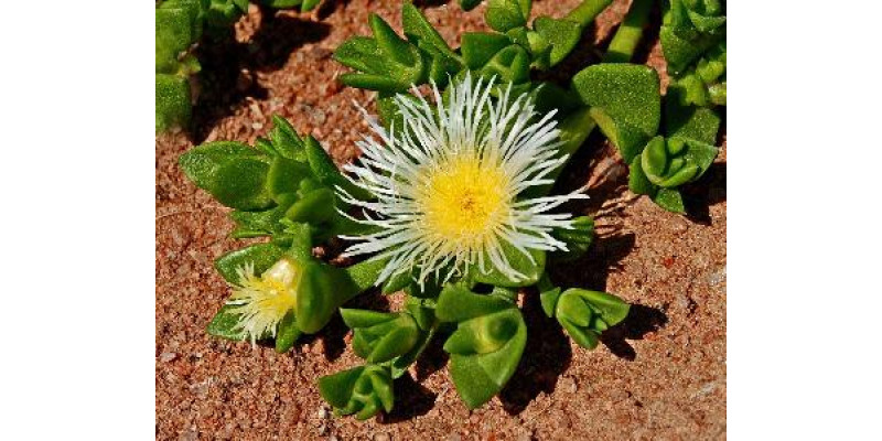 Безпека довготривалого прийому Канни Африканської