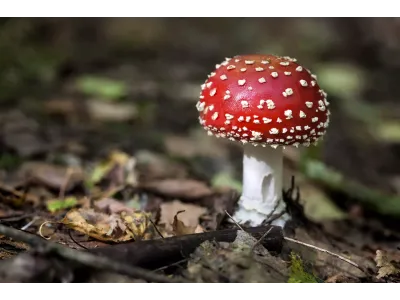 Мікродозинг мухомору
