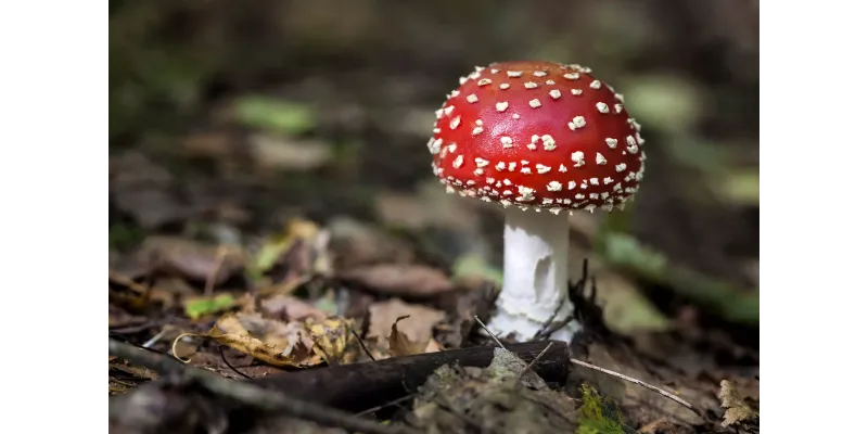 Мікродозинг мухомору