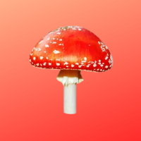 Mushrooms in capsules